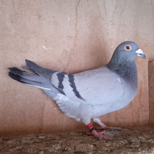 M 22-412....(Carstea Sorin) - Porumbei vanduti