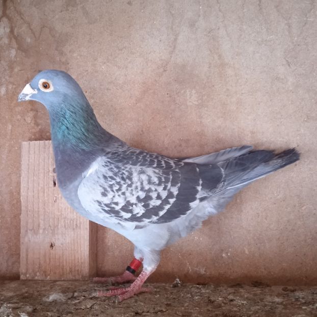 Mascul 22-011 - Porumbei vanduti