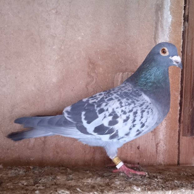 Femela 19-597....-10 lei - Porumbei vanduti