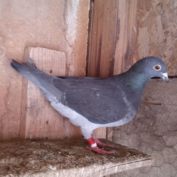 Femela 22-966....-10 lei - Porumbei vanduti