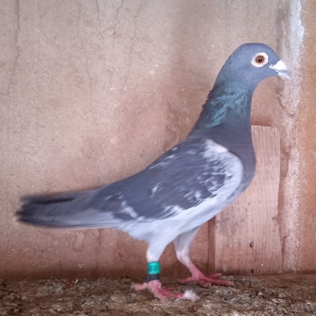 Mascul 18-483 - Porumbei vanduti