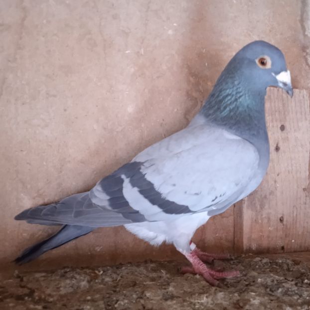 Femela 22-988....-10 lei - Porumbei vanduti