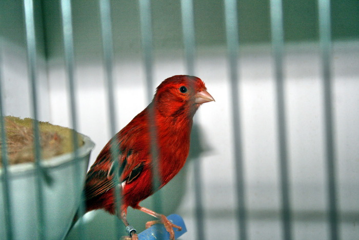 IMG_65651 - Canari mei 07-09