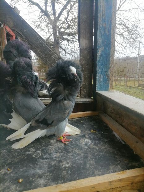  - maria stuar albastrii