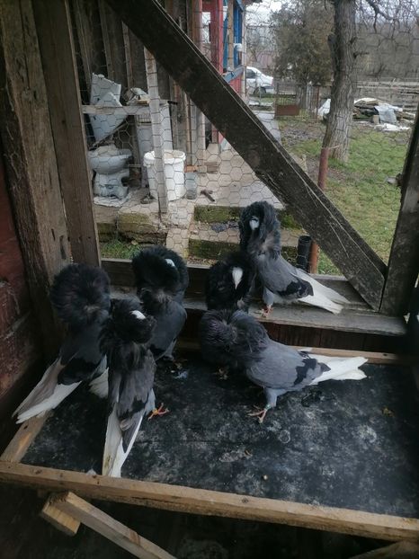  - maria stuar albastrii