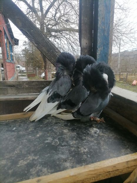  - maria stuar albastrii