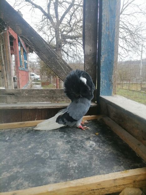  - maria stuar albastrii