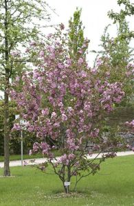 Brandy_Magic - Aduc Spirea prunifolia plena cu comanda si alte plante