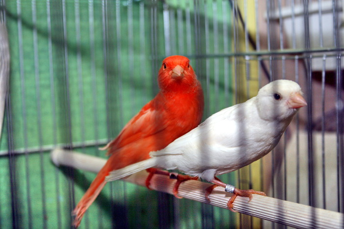 IMG_65871 - Canari mei 07-09