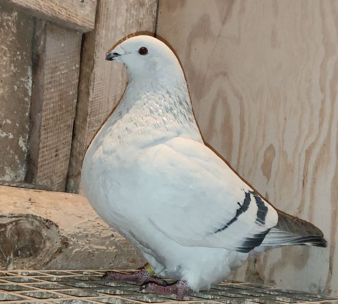 PL23-JRS15 ARCHIWUM - a- SAMICZKI -Females