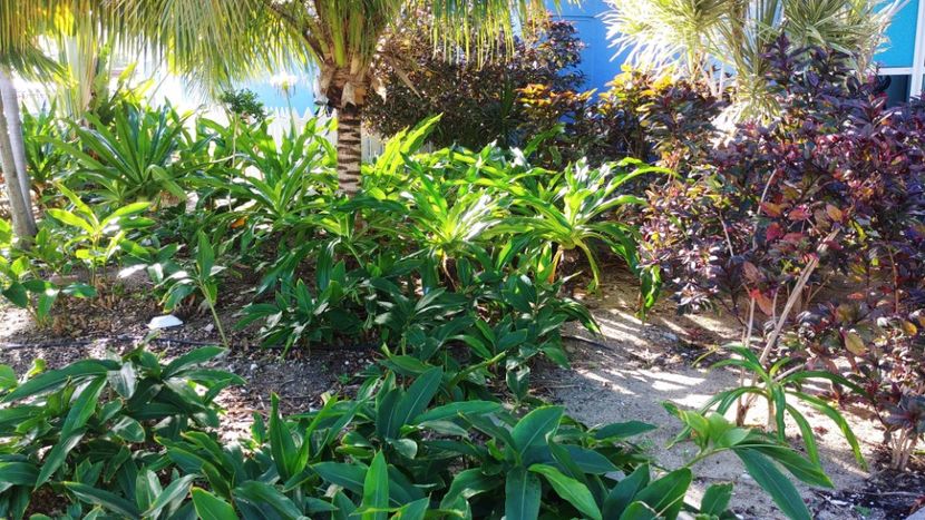  - 2023 CROAZIERA IN CARAIBE-CANARE-MEDITERANA DE VEST