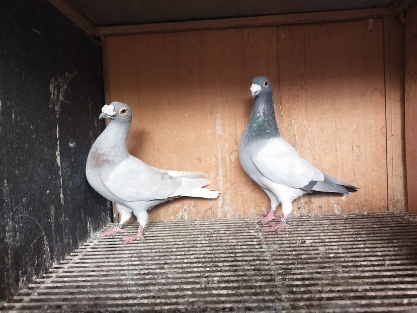  - VOIAJOR DE FRUMUSETE SAU STIL VECHI