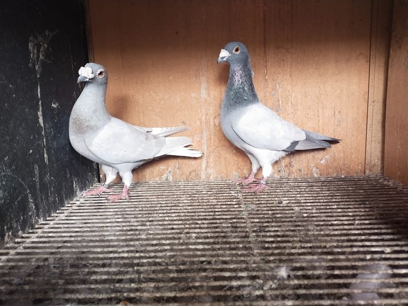  - VOIAJOR DE FRUMUSETE SAU STIL VECHI