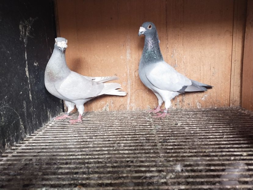  - VOIAJOR DE FRUMUSETE SAU STIL VECHI