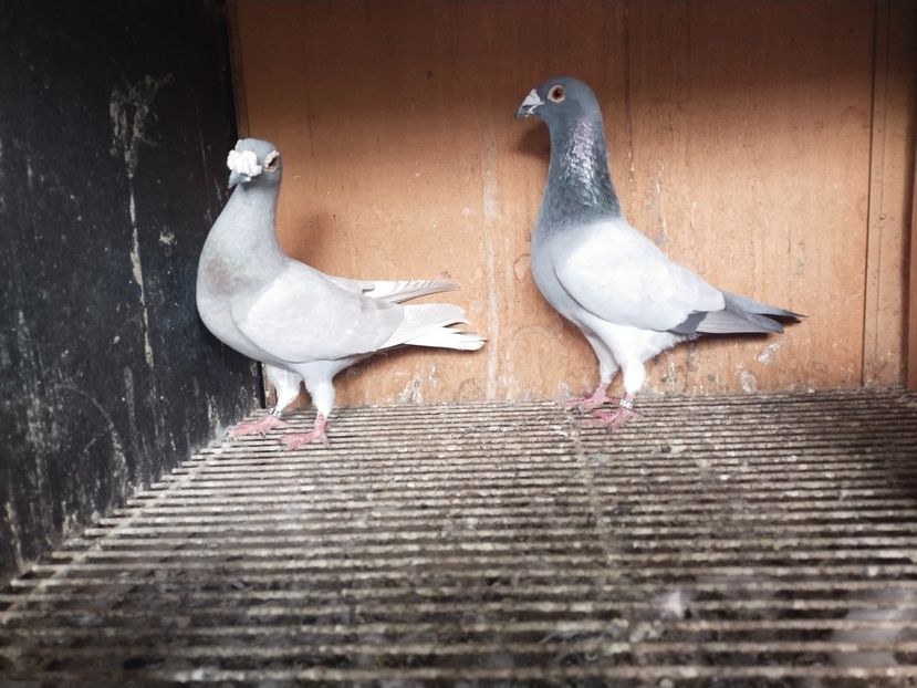  - VOIAJOR DE FRUMUSETE SAU STIL VECHI