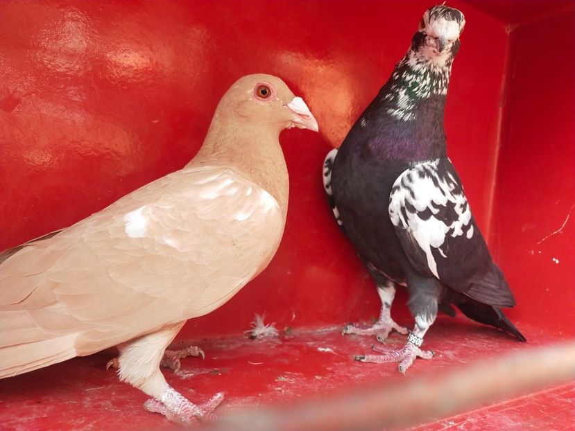  - VOIAJOR DE FRUMUSETE SAU STIL VECHI