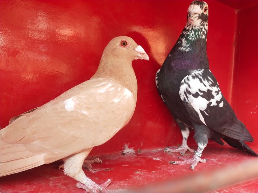  - VOIAJOR DE FRUMUSETE SAU STIL VECHI