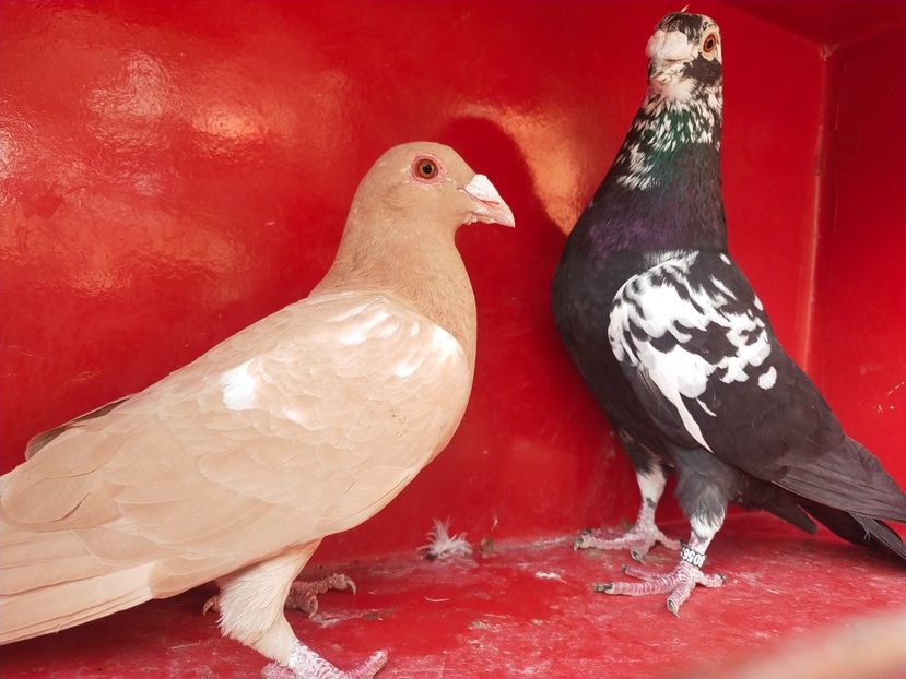  - VOIAJOR DE FRUMUSETE SAU STIL VECHI