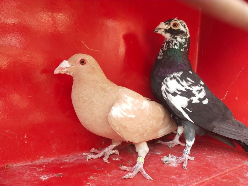  - VOIAJOR DE FRUMUSETE SAU STIL VECHI