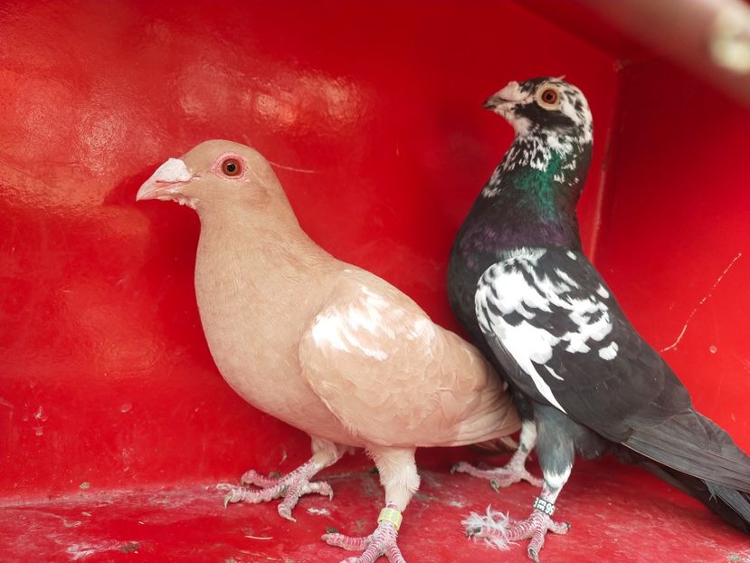  - VOIAJOR DE FRUMUSETE SAU STIL VECHI