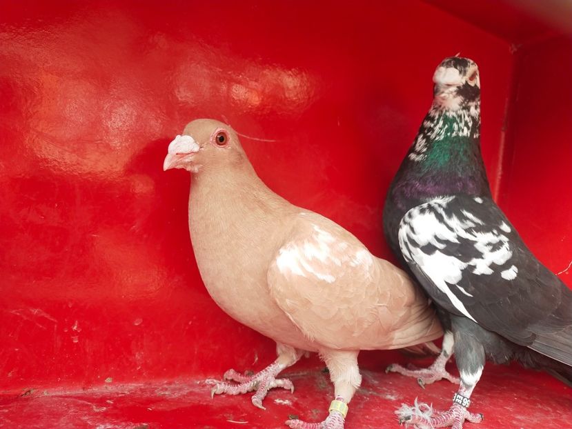  - VOIAJOR DE FRUMUSETE SAU STIL VECHI