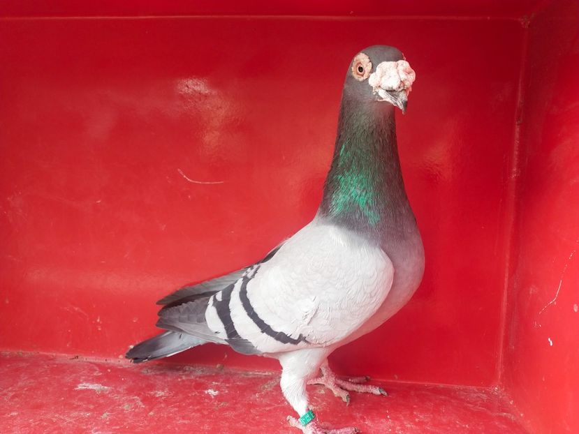  - VOIAJOR DE FRUMUSETE SAU STIL VECHI