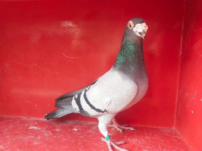  - VOIAJOR DE FRUMUSETE SAU STIL VECHI