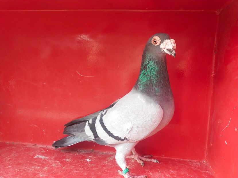  - VOIAJOR DE FRUMUSETE SAU STIL VECHI