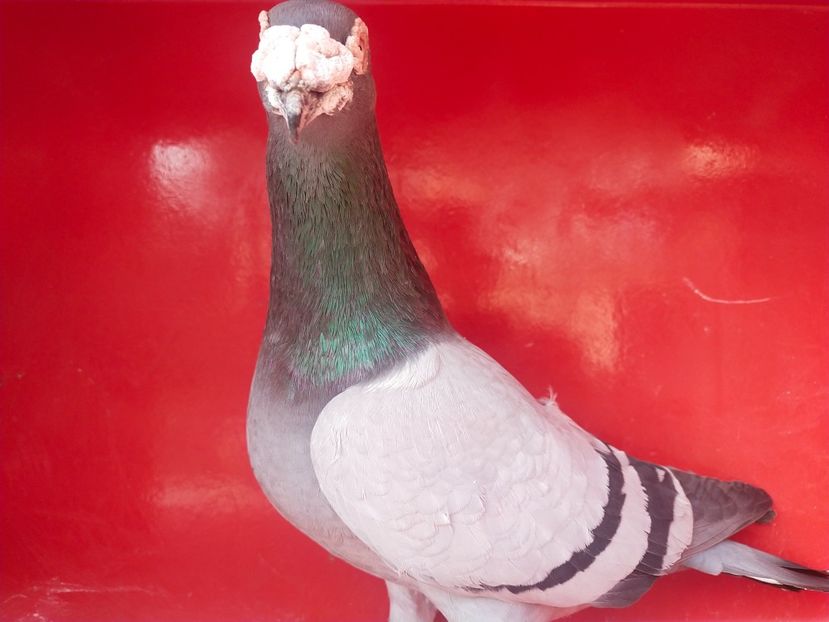  - VOIAJOR DE FRUMUSETE SAU STIL VECHI