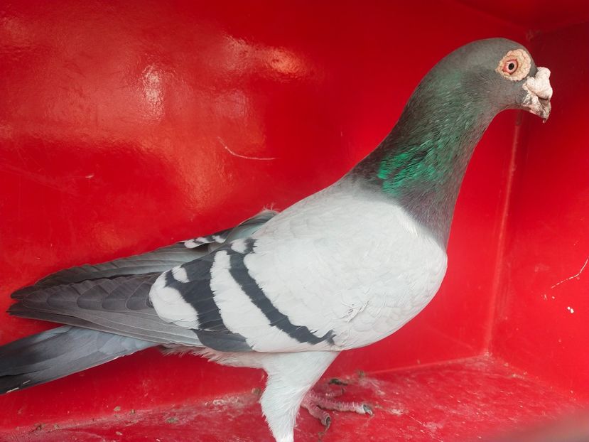  - VOIAJOR DE FRUMUSETE SAU STIL VECHI