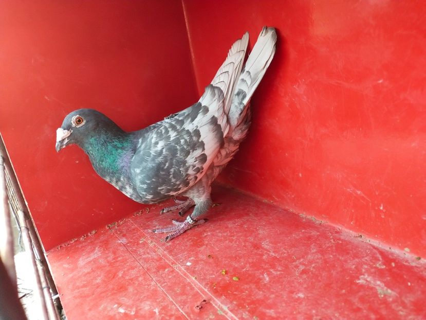  - VOIAJOR DE FRUMUSETE SAU STIL VECHI