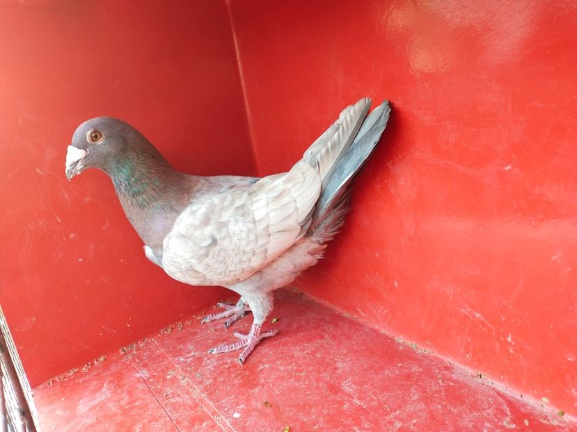  - VOIAJOR DE FRUMUSETE SAU STIL VECHI