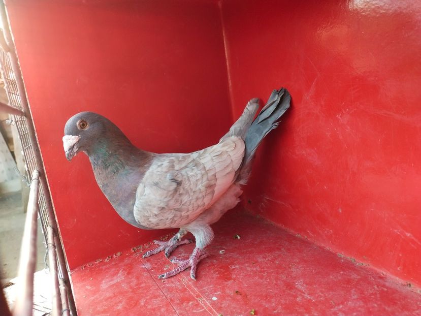  - VOIAJOR DE FRUMUSETE SAU STIL VECHI