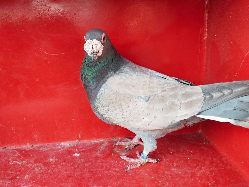  - VOIAJOR DE FRUMUSETE SAU STIL VECHI