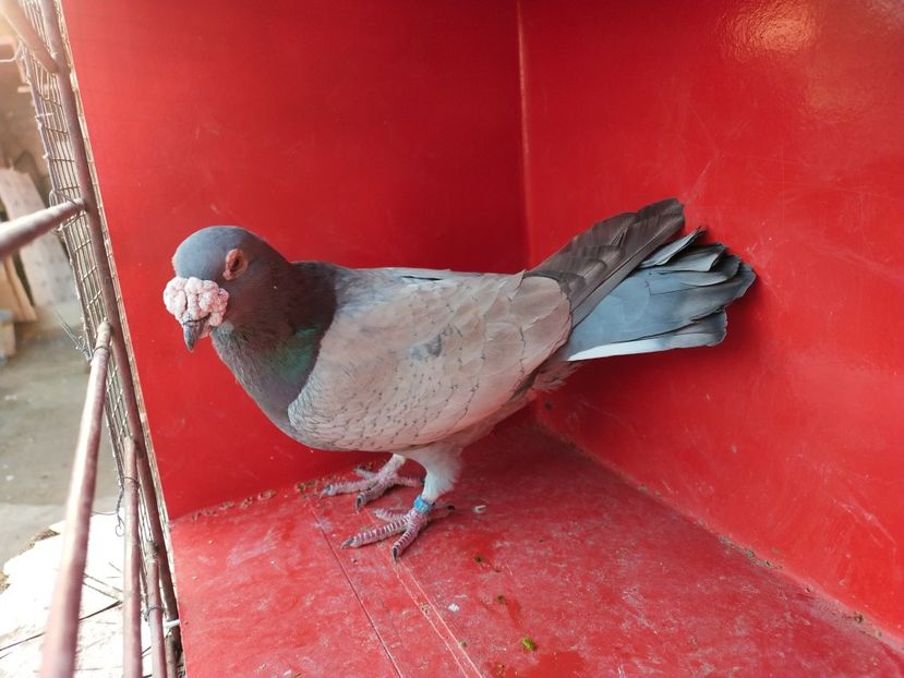  - VOIAJOR DE FRUMUSETE SAU STIL VECHI