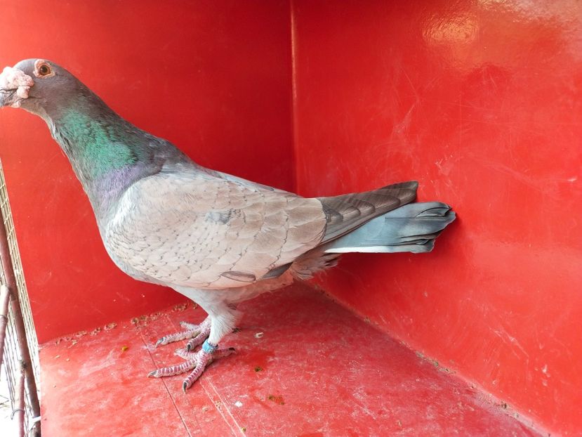  - VOIAJOR DE FRUMUSETE SAU STIL VECHI