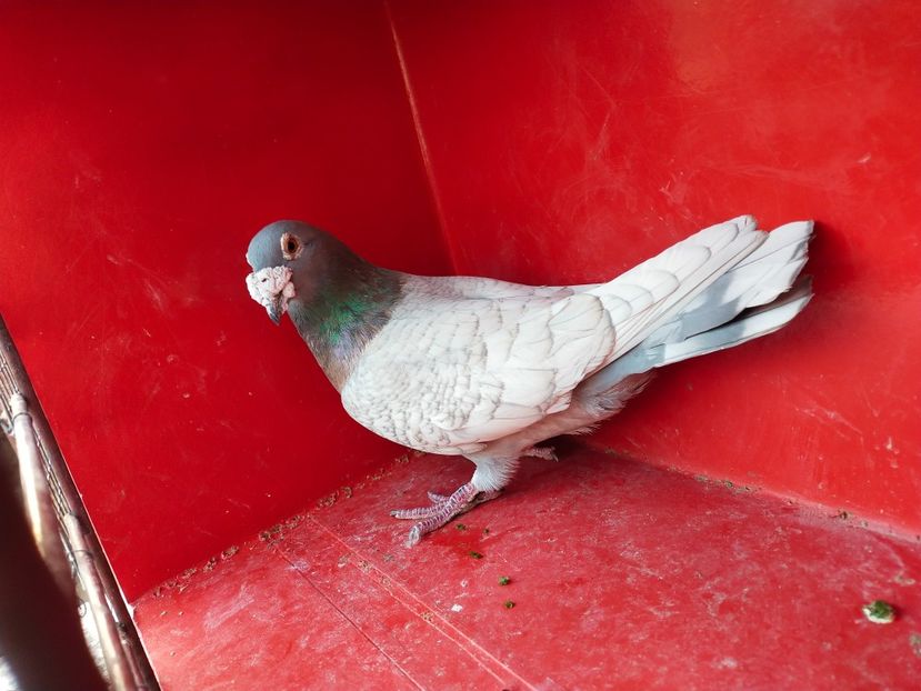  - VOIAJOR DE FRUMUSETE SAU STIL VECHI