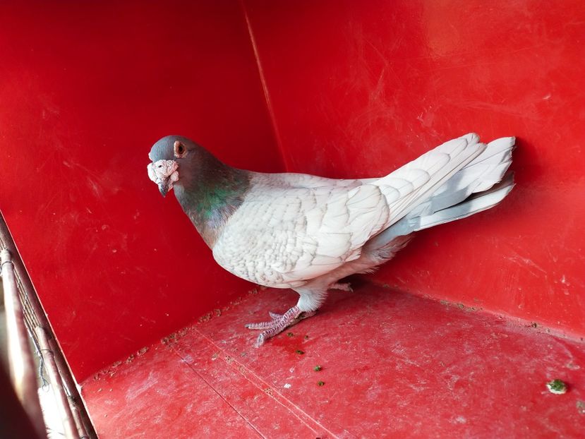  - VOIAJOR DE FRUMUSETE SAU STIL VECHI