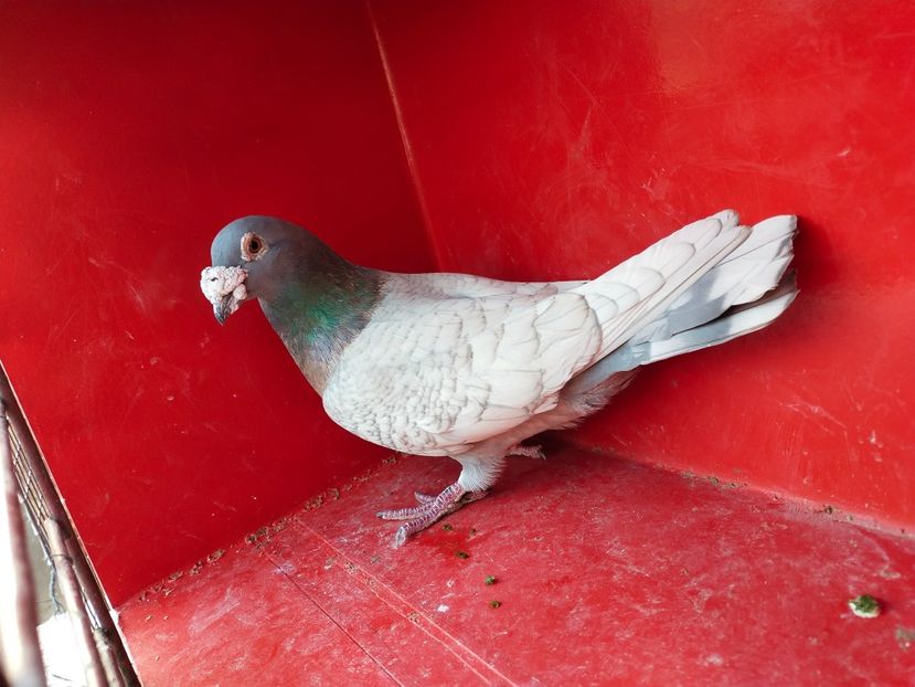  - VOIAJOR DE FRUMUSETE SAU STIL VECHI