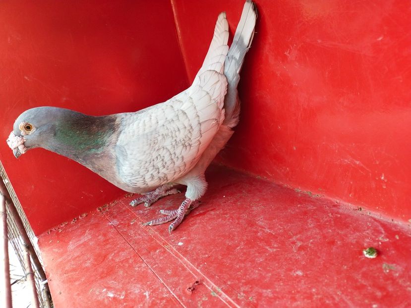  - VOIAJOR DE FRUMUSETE SAU STIL VECHI