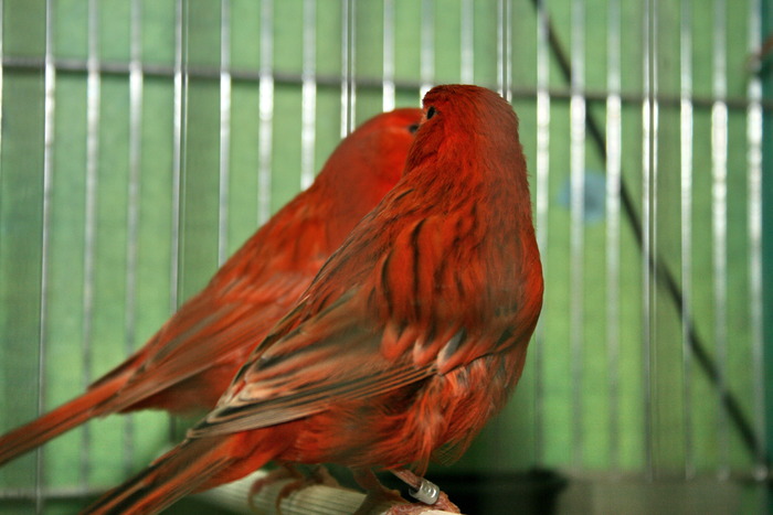 Picture 016 - Canari mei 07-09