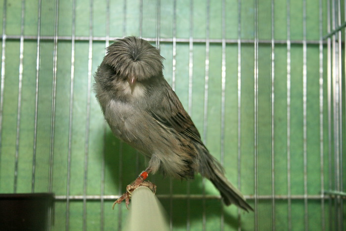 Picture 055 - Canari mei 07-09