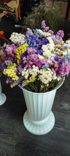  - Limonium anual a 2023