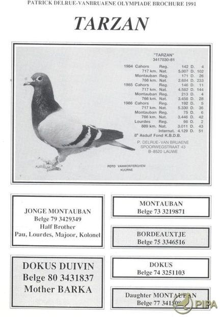 delruebe81-3417030_tarzan_foto - 8 Patrick Delrue Vanbruaene