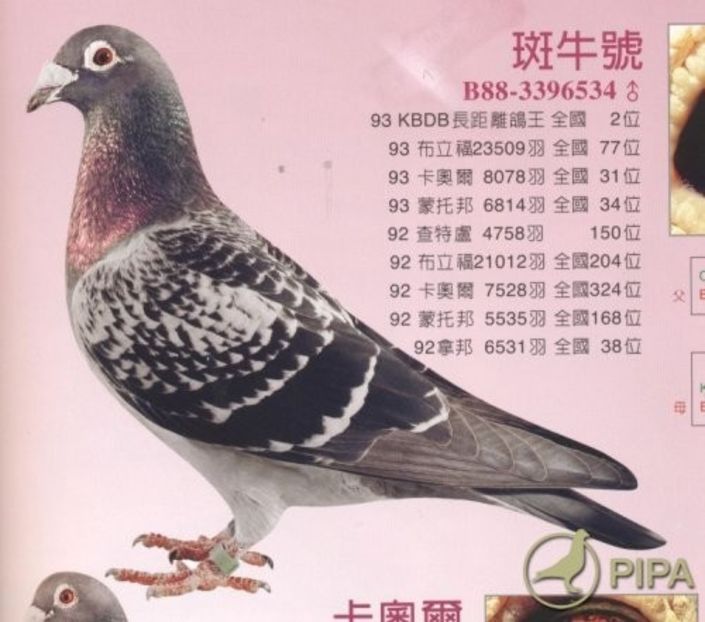 delrueerr1 - 8 Patrick Delrue Vanbruaene