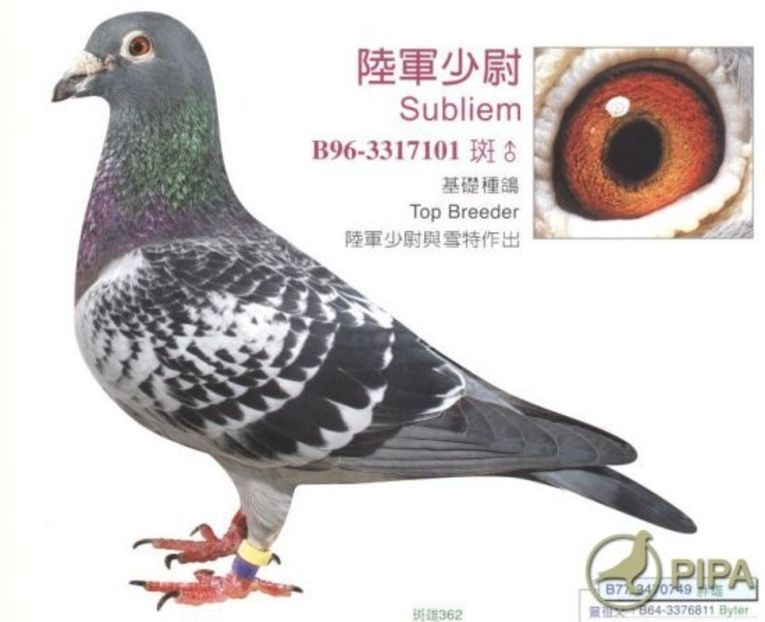 delrueupdate1 (1) - 8 Patrick Delrue Vanbruaene