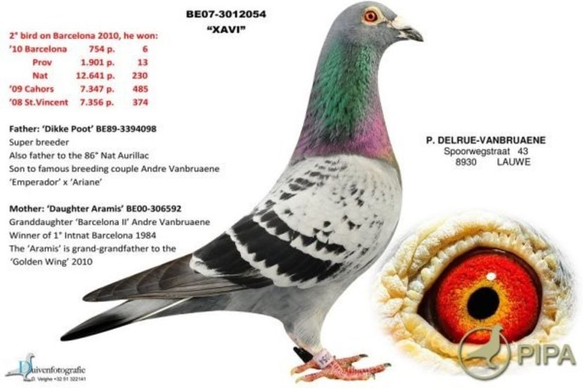 delruebe07-3012054_xavi-foto - 8 Patrick Delrue Vanbruaene