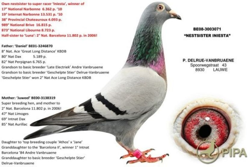 delruebe08-3003071_nestsister_iniesta - 8 Patrick Delrue Vanbruaene