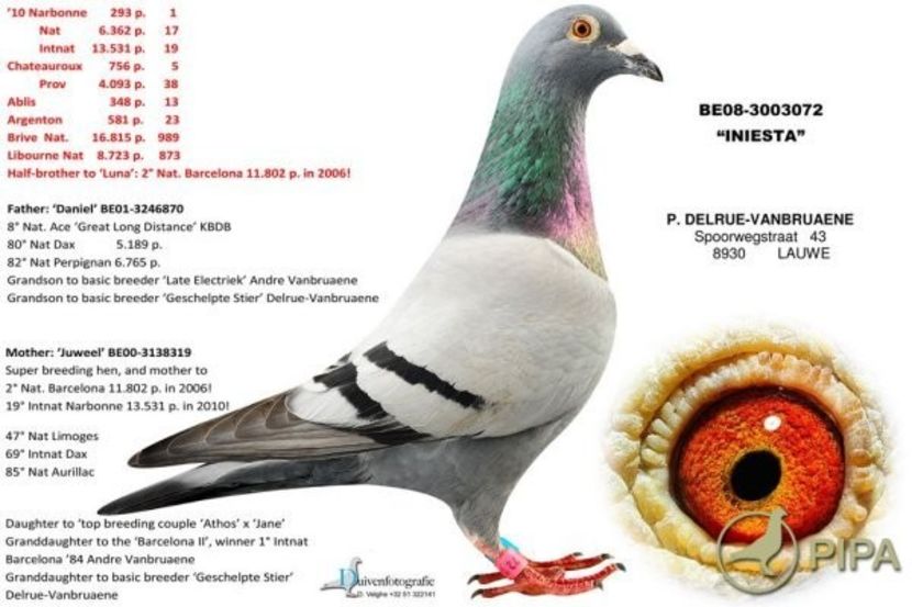 delruebe08-3003072_iniesta-foto - 8 Patrick Delrue Vanbruaene