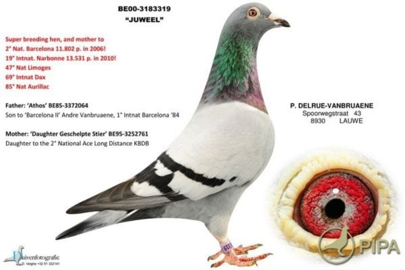 delruebe00-3183319_juweel_1 - 8 Patrick Delrue Vanbruaene